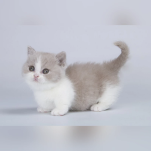 female Munchkin kitten