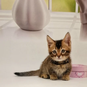 male Munchkin kitten for sale